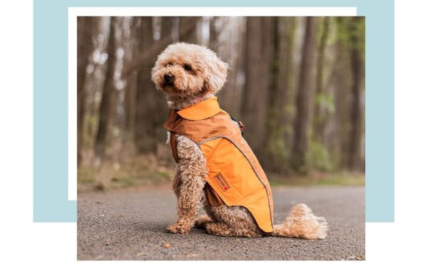 hund