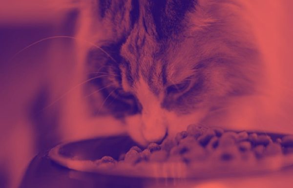 katze