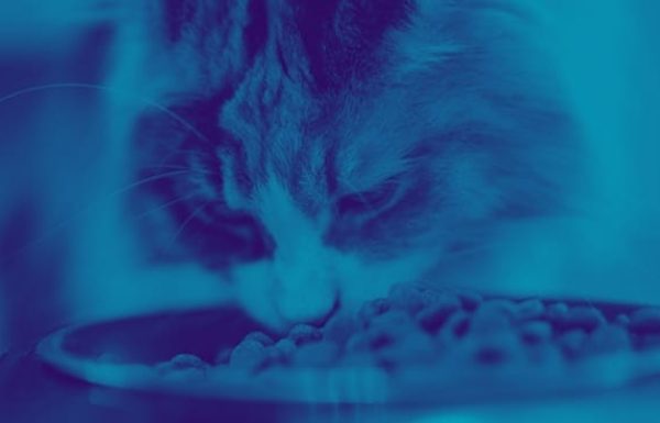 katzen